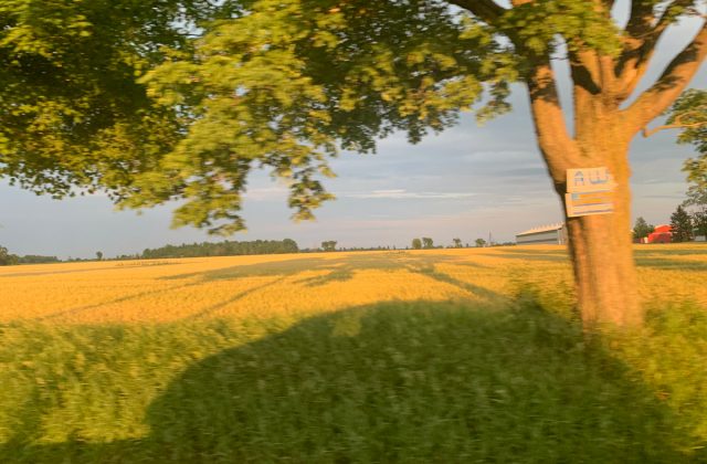 Summer
